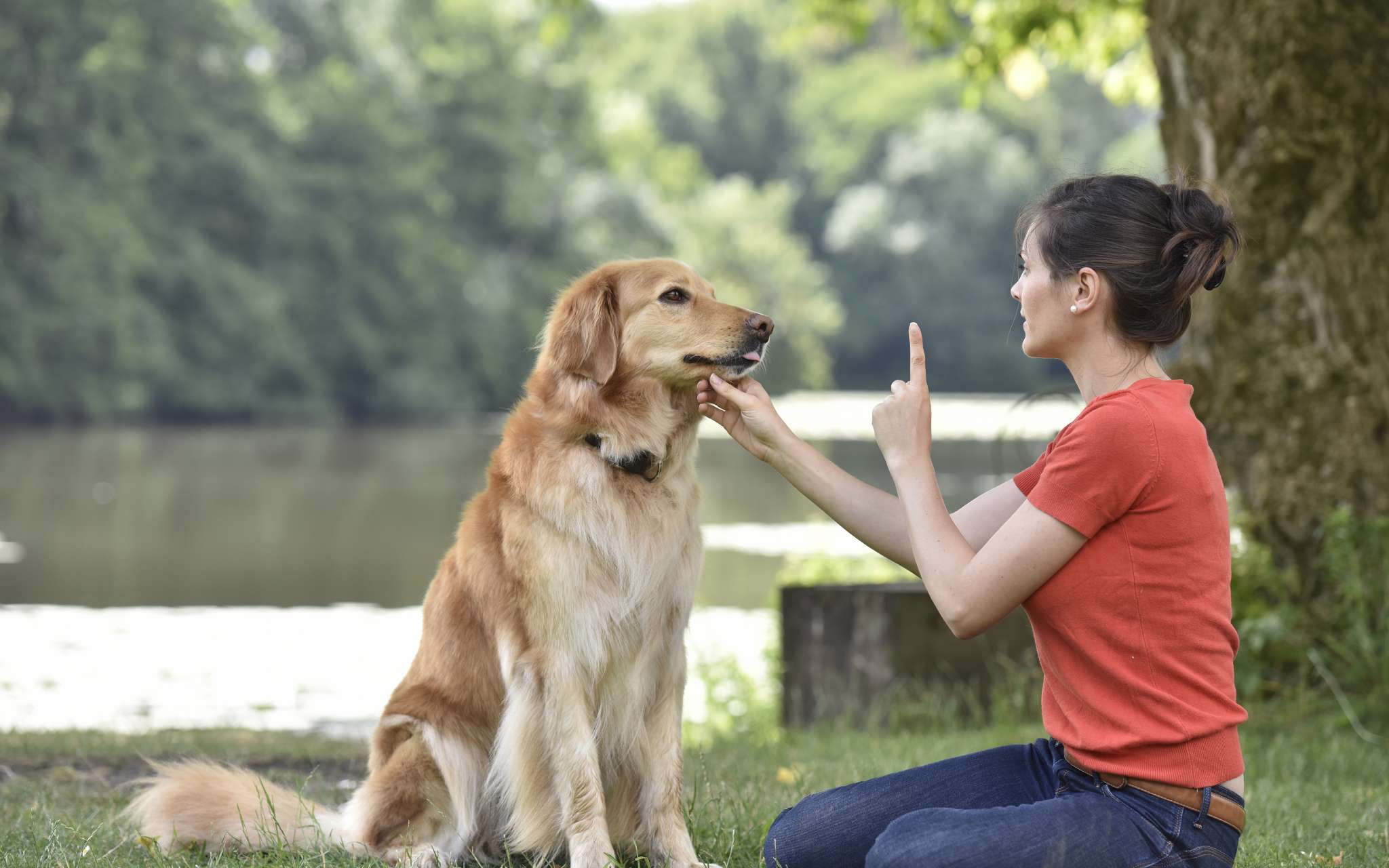 Les chiens. Education, hygiène, santé, achat - Label Emmaüs